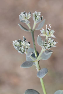 Cometes surattensis  Cometes surattensis,Geotagged,United Arab Emirates,Winter