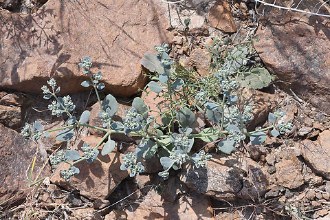 Cometes surattensis  Cometes surattensis,Geotagged,United Arab Emirates,Winter