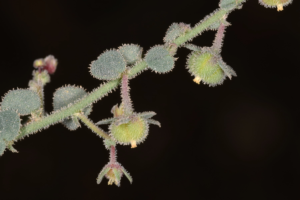 Andrachne aspera  Andrachne aspera,Geotagged,United Arab Emirates,Winter