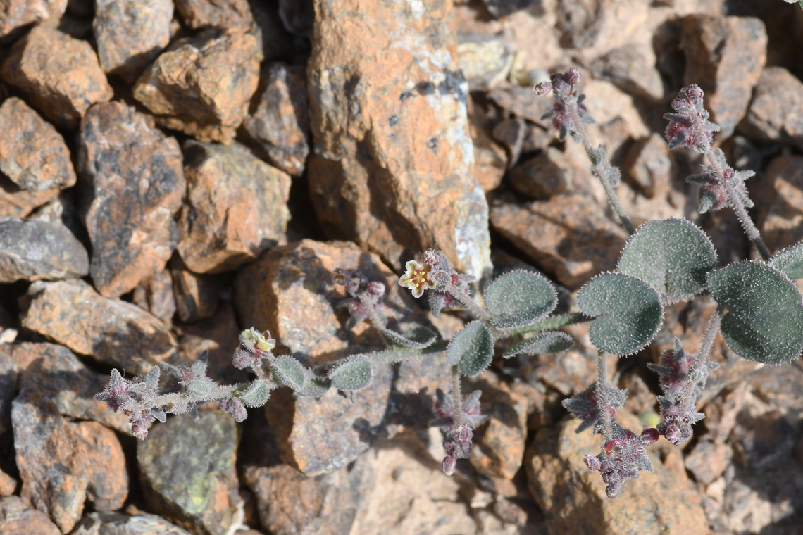 Andrachne aspera  Andrachne aspera,Geotagged,United Arab Emirates,Winter