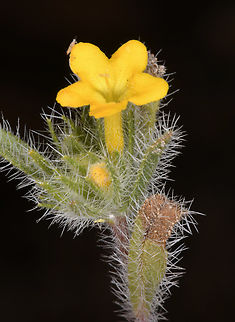 Arnebia hispidissima  Arnebia hispidissima,Geotagged,United Arab Emirates,Winter