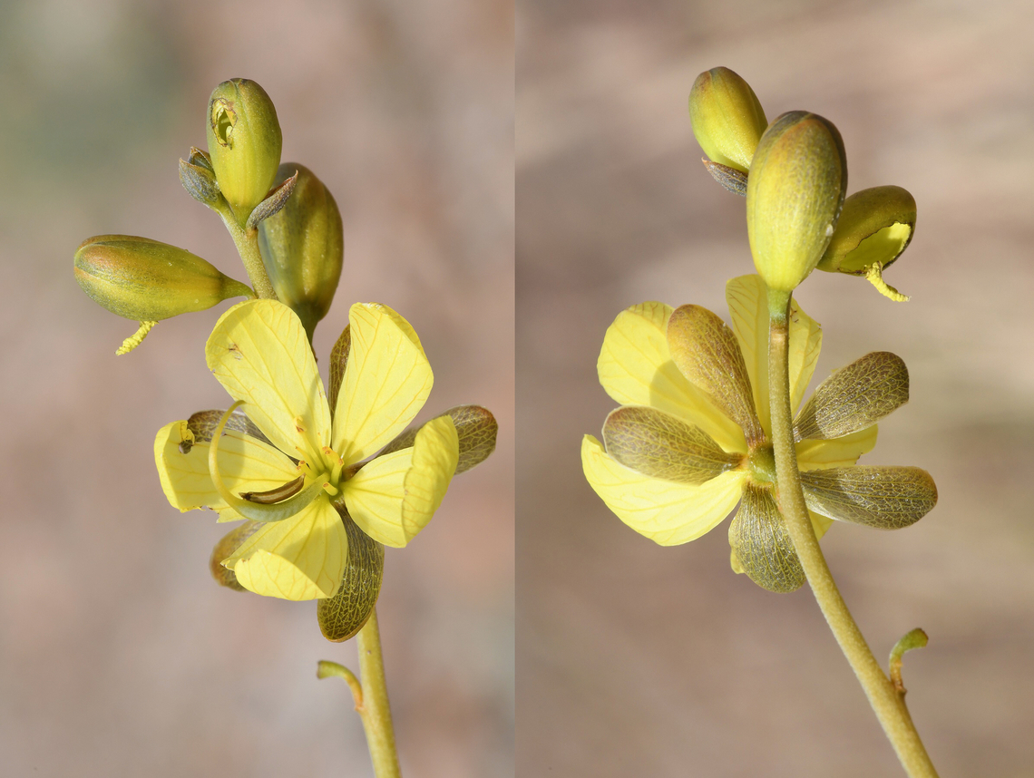 Senna italica  Geotagged,Senna italica,United Arab Emirates,Winter