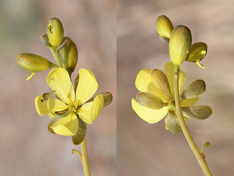 Senna italica  Geotagged,Senna italica,United Arab Emirates,Winter