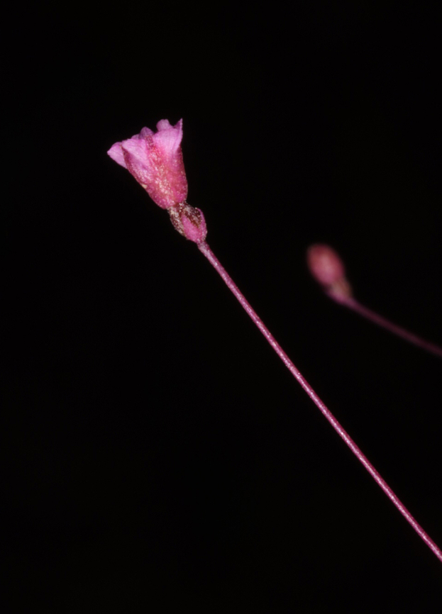 Boerhavia elegans  Boerhavia elegans,Geotagged,United Arab Emirates,Winter