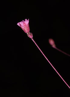Boerhavia elegans  Boerhavia elegans,Geotagged,United Arab Emirates,Winter