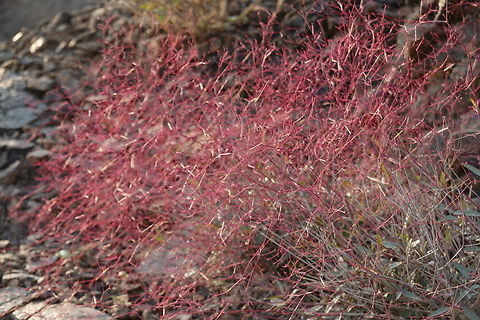 Boerhavia elegans  Boerhavia elegans,Geotagged,United Arab Emirates,Winter