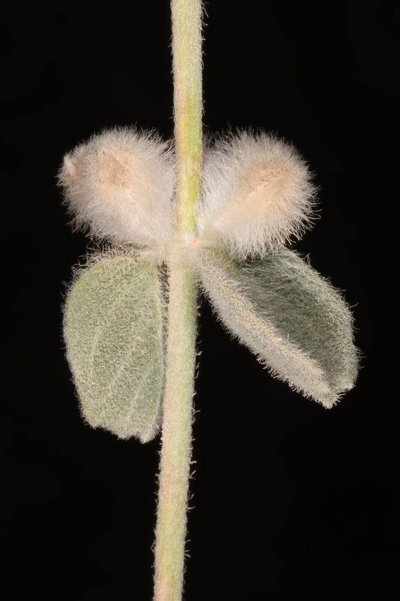 Leucas inflata  Geotagged,Leucas inflata,Oman,Winter