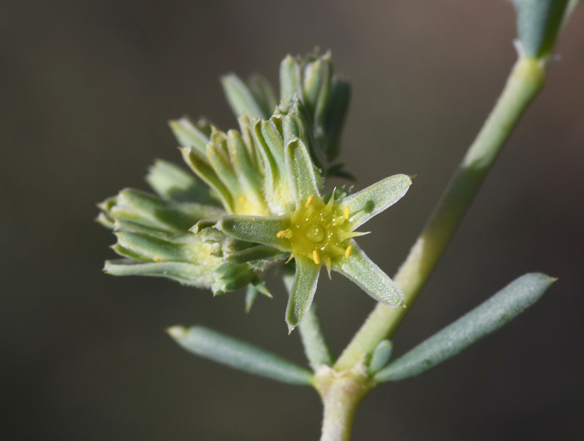 Gymnocarpos decander  Geotagged,Gymnocarpos decander,United Arab Emirates,Winter