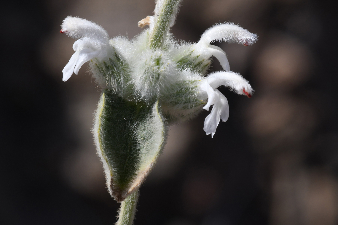 Leucas inflata  Geotagged,Leucas inflata,Oman,Winter