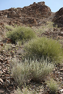 Leucas inflata  Geotagged,Leucas inflata,Oman,Winter