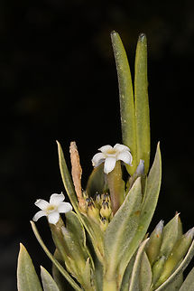 Rhazya stricta  (Persian: اشورک Eshvarak),Geotagged,Oman,Rhazya stricta,Winter
