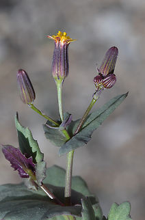 Senecio flavus  Geotagged,Oman,Senecio flavus,Winter