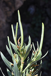 Rhazya stricta  (Persian: اشورک Eshvarak),Geotagged,Oman,Rhazya stricta,Winter