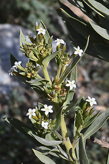 Rhazya stricta  (Persian: اشورک Eshvarak),Geotagged,Oman,Rhazya stricta,Winter