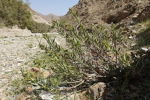 Rhazya stricta  (Persian: اشورک Eshvarak),Geotagged,Oman,Rhazya stricta,Winter