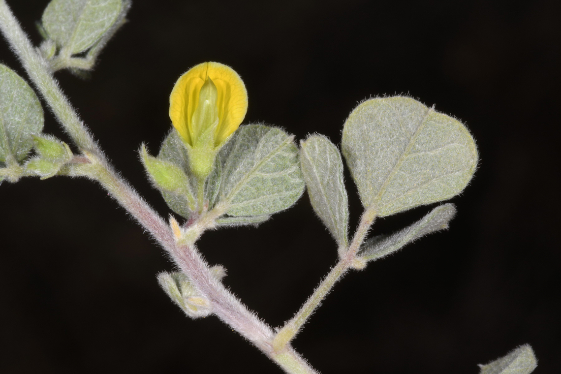 Rhynchosia minima  Geotagged,Rhynchosia minima,United Arab Emirates,Winter