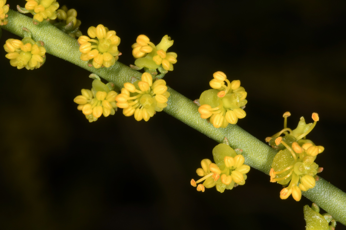 Ochradenus arabicus  Geotagged,Ochradenus arabicus,United Arab Emirates,Winter