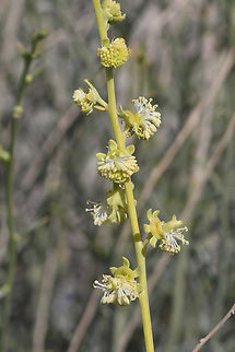 Ochradenus aucheri  Geotagged,Ochradenus aucheri,United Arab Emirates,Winter