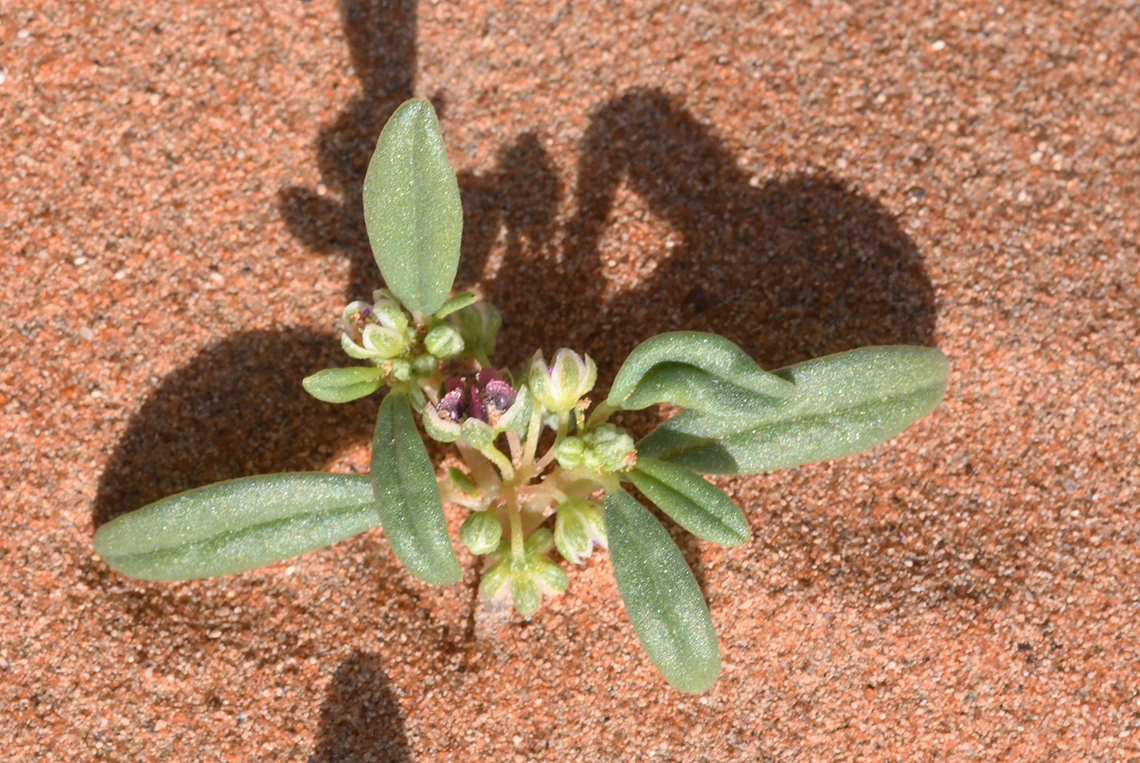 Gisekia pharnaceoides  Geotagged,Gisekia pharnaceoides,United Arab Emirates,Winter