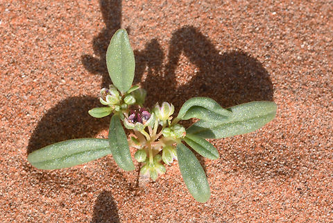 Gisekia pharnaceoides  Geotagged,Gisekia pharnaceoides,United Arab Emirates,Winter