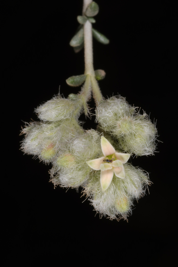 Plocama aucheri  Geotagged,Plocama aucheri,United Arab Emirates,Winter