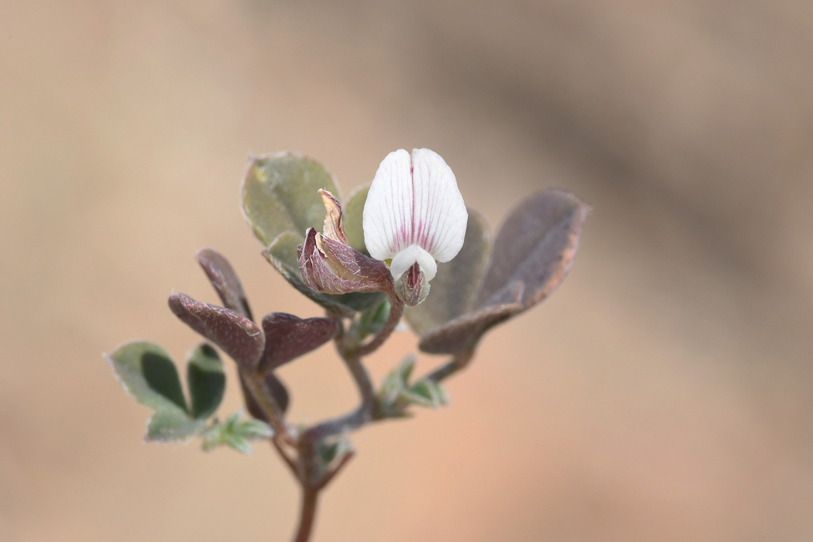 Argyrolobium roseum  Argyrolobium roseum,Geotagged,United Arab Emirates,Winter