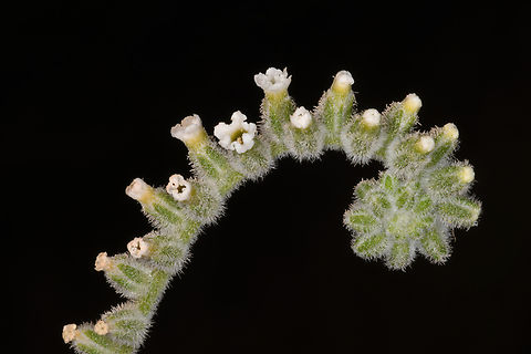 Heliotropium calcareum  Geotagged,Heliotropium calcareum,United Arab Emirates,Winter