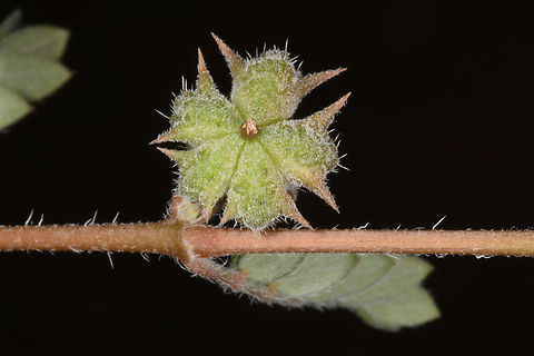 Tribulus bimucronatus  Geotagged,Tribulus bimucronatus,United Arab Emirates,Winter