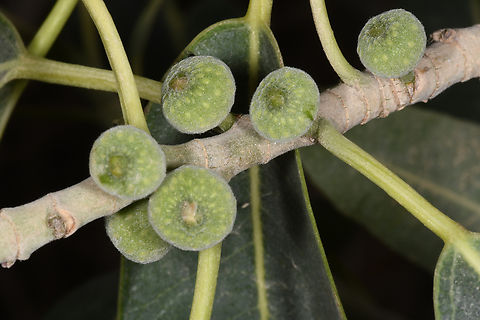 Ficus salicifolia  Ficus salicifolia,Geotagged,United Arab Emirates,Winter,Wonderboom Fig