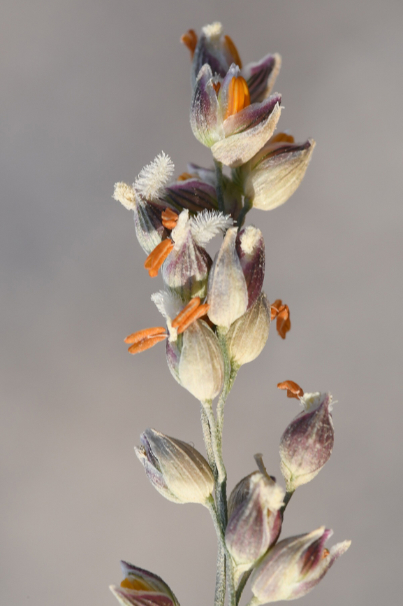 Panicum turgidum  Geotagged,Panicum turgidum,United Arab Emirates,Winter