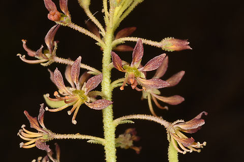 Cleome rupicola  Cleome rupicola,Geotagged,United Arab Emirates,Winter