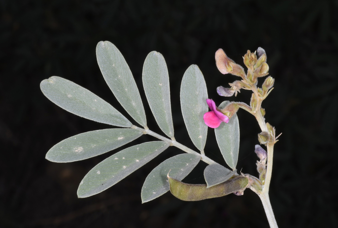 Tephrosia apollinea  Geotagged,Tephrosia apollinea,Tephrosia pollinea,United Arab Emirates,Winter