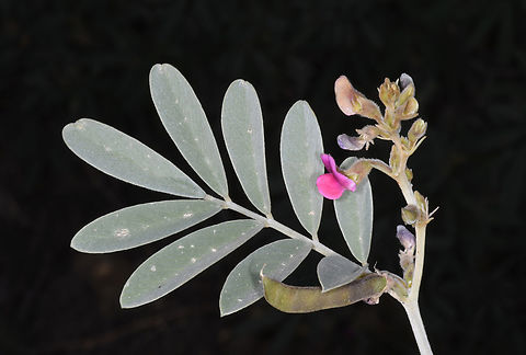 Tephrosia apollinea  Geotagged,Tephrosia apollinea,Tephrosia pollinea,United Arab Emirates,Winter