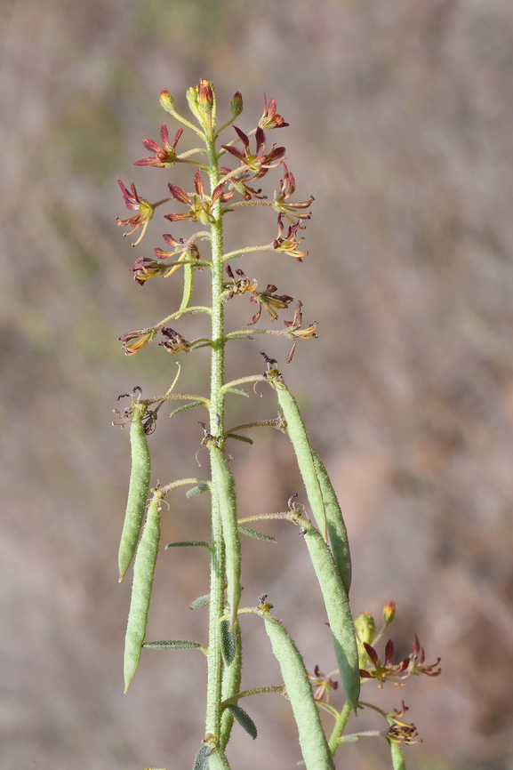 Cleome rupicola  Cleome rupicola,Geotagged,United Arab Emirates,Winter