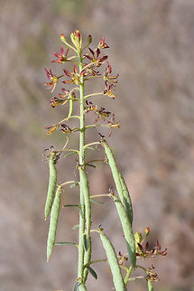 Cleome rupicola  Cleome rupicola,Geotagged,United Arab Emirates,Winter