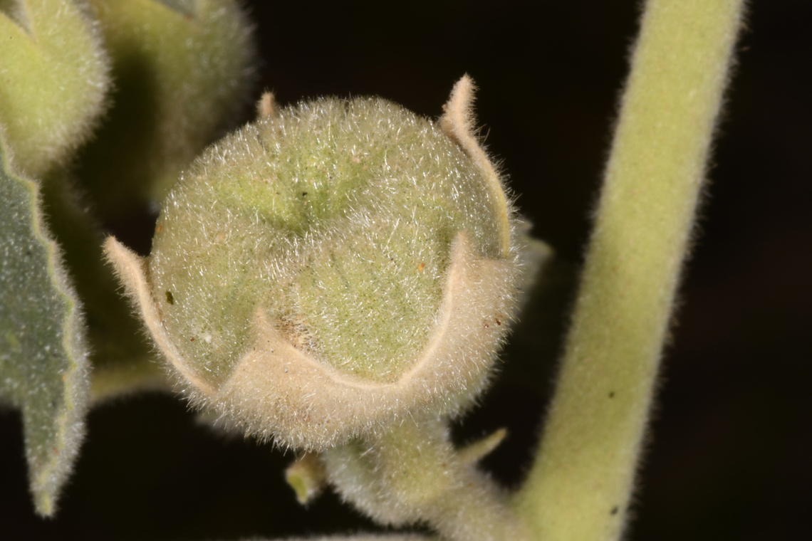 Abutilon pannosum  Abutilon pannosum,Geotagged,United Arab Emirates,Winter