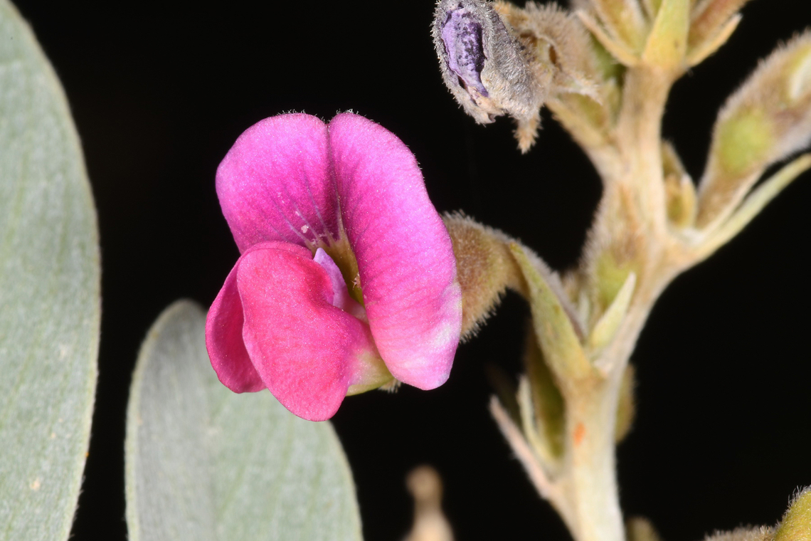 Tephrosia apollinea  Geotagged,Tephrosia apollinea,Tephrosia pollinea,United Arab Emirates,Winter