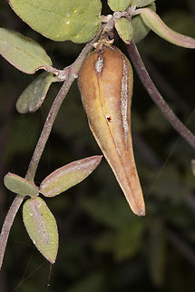 Pentatropis nivalis  Geotagged,Pentatropis nivalis,United Arab Emirates,Winter