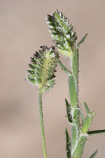 Aeluropus lagopoides  Aeluropus lagopoides,Geotagged,United Arab Emirates,Winter