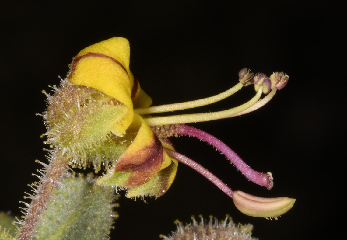 Cleome austroarabica  Cleome austroarabica,Geotagged,United Arab Emirates,Winter