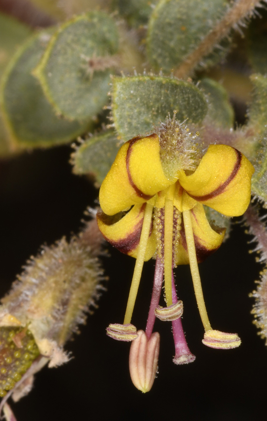 Cleome austroarabica  Cleome austroarabica