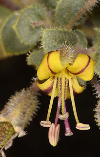 Cleome austroarabica  Cleome austroarabica