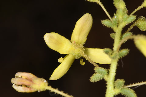 Cleome brachycarpa  Cleome brachycarpa,Geotagged,United Arab Emirates,Winter