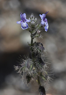 Salvia macilenta  Geotagged,Salvia macilenta,United Arab Emirates,Winter