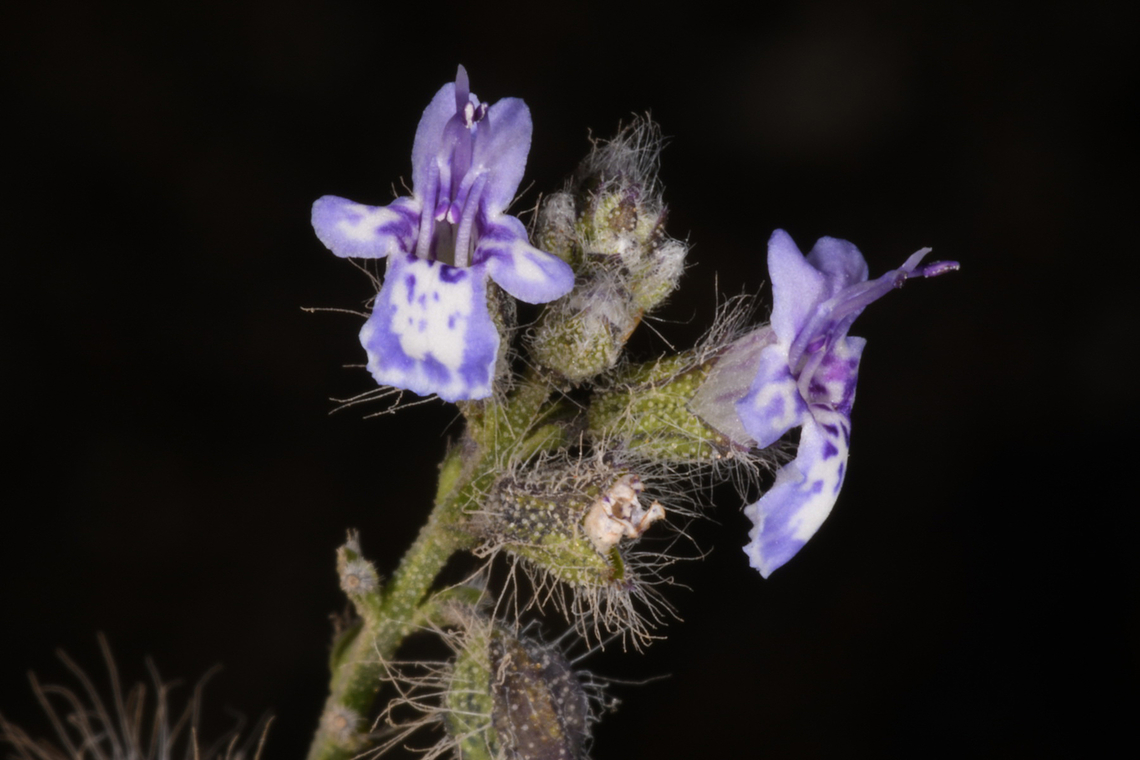 Salvia macilenta  Geotagged,Salvia macilenta,United Arab Emirates,Winter