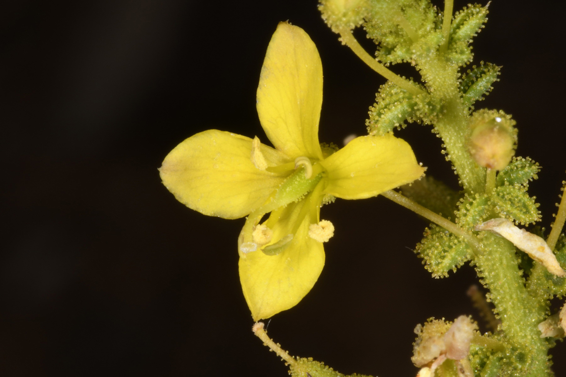 Cleome brachycarpa  Cleome brachycarpa