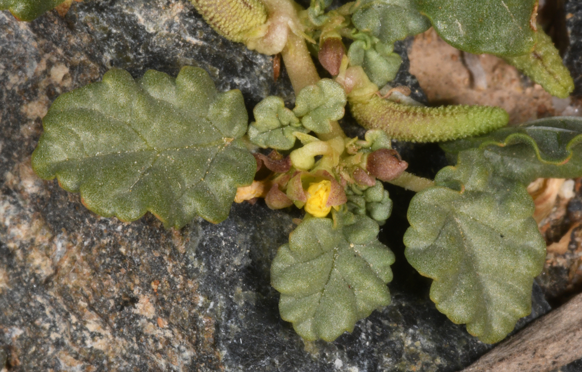 Corchorus depressus  Corchorus depressus,Geotagged,United Arab Emirates,Winter