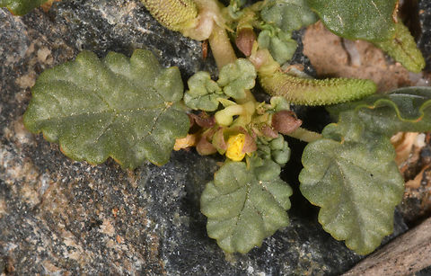 Corchorus depressus  Corchorus depressus,Geotagged,United Arab Emirates,Winter