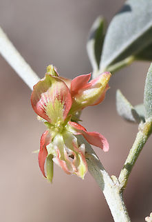 Indigofera coerulea  Geotagged,Indigofera coerulea,United Arab Emirates,Winter