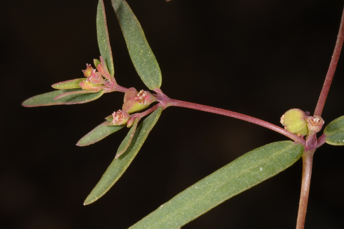 Euphorbia arabica  Euphorbia arabica,Geotagged,United Arab Emirates,Winter
